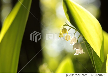 Lily of the valley in the forest Lily of the valley in the forest 66509025