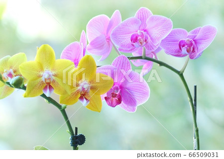 Midi-type Phalaenopsis pink and yellow flowers natural background Midi-type Phalaenopsis pink and yellow flowers natural background 66509031