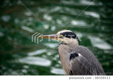 portrait of heron standing in border water 66509313