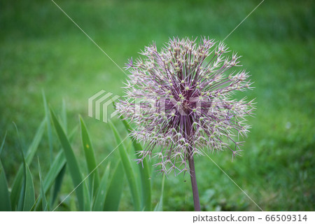 closeup of ornemental onion flower 66509314
