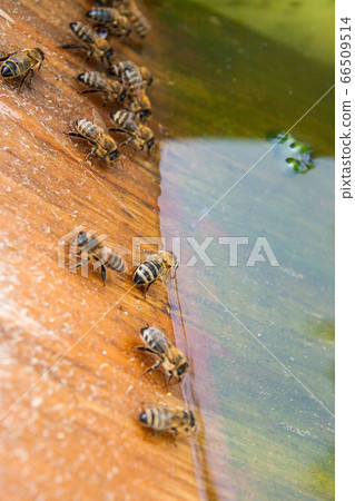 Bees drinking water at the summer. 66509514