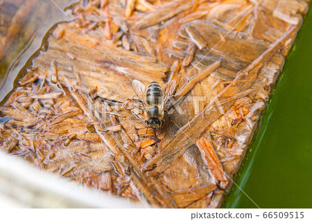 Bees drinking water on the wooden plank at the Bees drinking water on the wooden plank at the 66509515