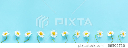 Banner made from row of white chamomiles daisies Banner made from row of white chamomiles daisies 66509710