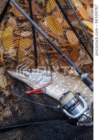 Freshwater pike fish. Freshwater pike fish, 66509767