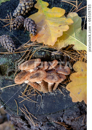 Wild forest mushrooms honey agarics on wooden Wild forest mushrooms honey agarics on wooden 66509785