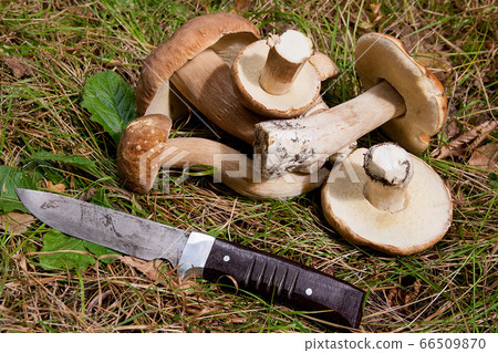 Group of porcini mushrooms (Boletus edulis, cep, 66509870