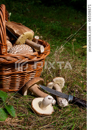 Several Porcini mushrooms (Boletus edulis, cep, 66509871