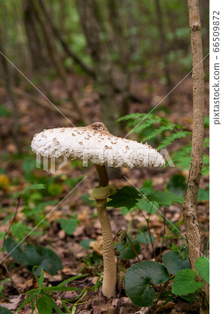 Macrolepiota procera or Lepiota procera in the 66509872