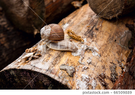 Helix pomatia, common names the Burgundy snail, Helix pomatia, common names the Burgundy snail, 66509889