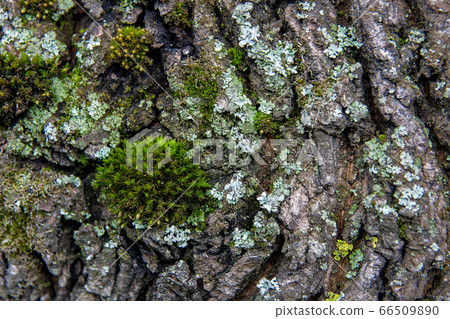 Bark with moss and fungus as background texture Bark with moss and fungus as background texture 66509890