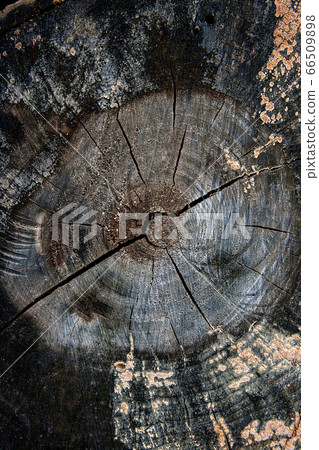 Wood texture of cutted tree trunk. Moss and fungus 66509898