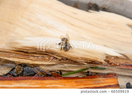 Bees drinking water in the summer.. 66509919