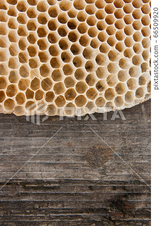 Section of wax honeycomb from beehive on the 66509920