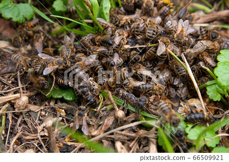 Bees and wasp swarming on honey drops in green 66509921