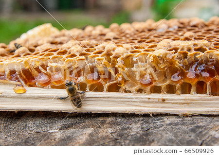 Close up view of the working bee on the honeycomb 66509926
