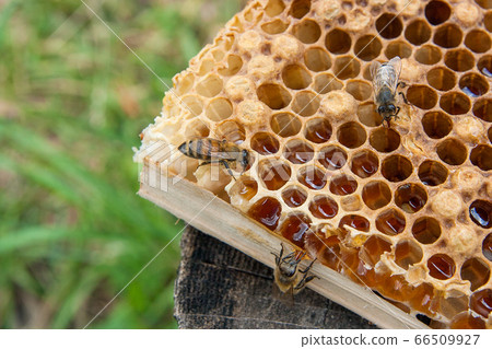 Close up view of the working bee on the honeycomb Close up view of the working bee on the honeycomb 66509927