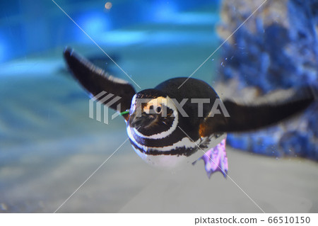企鵝/墨田水族館/水族館/東京/日本 企鵝/墨田水族館/水族館/東京/日本 66510150