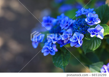 Hydrangea of Hofune Temple 66510299