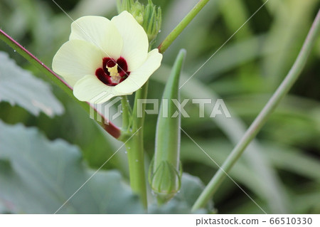 Water drops shine and yellow flowers on Goryo Water drops shine and yellow flowers on Goryo 66510330