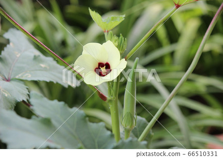 Okra flowers bloom and leave one fruit to eat Okra flowers bloom and leave one fruit to eat 66510331