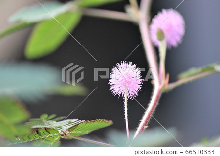 Pink flower Black grass with a beautiful background and cute thorns Pink flower Black grass with a beautiful background and cute thorns 66510333
