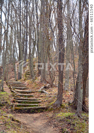 Lonely log stairs 66511540