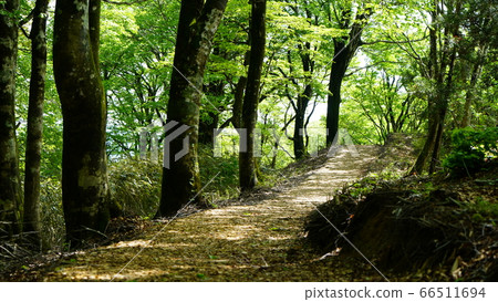 Image of fresh green 66511694