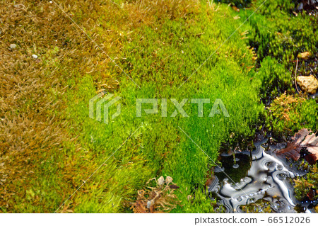 Shimizu seeping from moss Shimizu seeping from moss 66512026