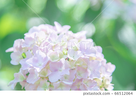Beautiful hydrangea in the hydrangea next garden of Osaka Castle Park 66512064
