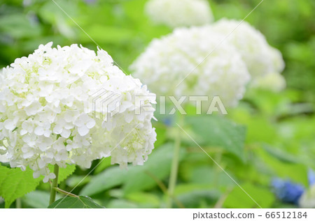 鶴見綠地公園（大阪）的白色繡球花 66512184