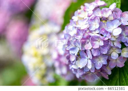 初夏的繡球花 66512381