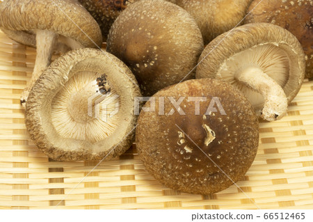 Thick raw shiitake mushrooms placed in a bamboo basket 66512465
