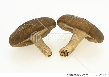 Thick raw shiitake mushrooms 66512484