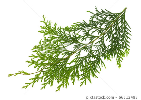 Hinoki leaves 66512485