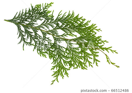 檜木離開 66512486