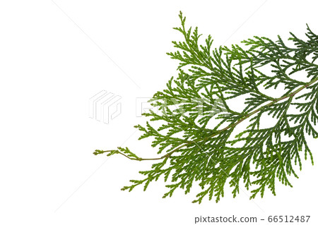 檜木離開 檜木離開 66512487