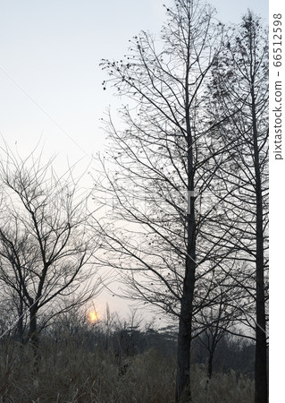 Winter tree at dusk 66512598