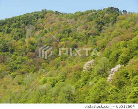 Mountain of fresh green [Tonenai City, Niigata Prefecture] 66512604