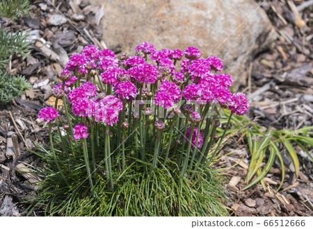 Close up bunch of pink blooming Armeria maritima, commonly known as thrift, sea thrift or sea pink, species of flowering plant in the family Plumbaginaceae on a rock garden. Selective focus 66512666