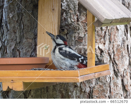 Close up female bird The great spotted woodpecker, Dendrocopos major perched on the bird feeder table with sunflower seed. Bird feeding concept. Selective focus. 66512670