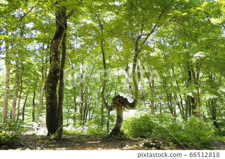 Fresh green in Oku womb [Wunnai City, Niigata Prefecture] 66512818