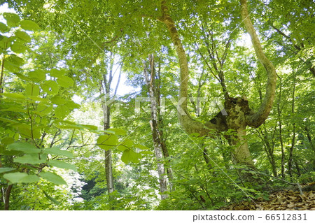 Fresh green in Oku womb [Wunnai City, Niigata Prefecture] 66512831