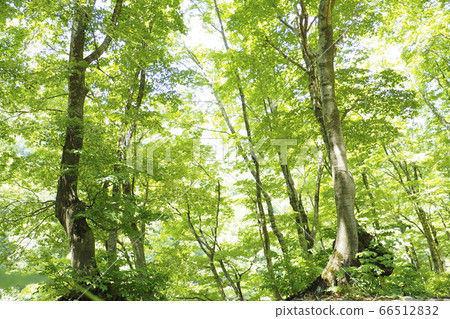 Fresh green in Oku womb [Wunnai City, Niigata Prefecture] 66512832