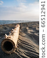 Seaside driftwood 66512941
