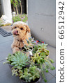 Dog malpaux 1 66512942