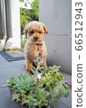 Dog malpaux 2 66512943