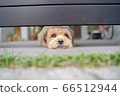 Dog malpaux 3 66512944