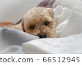 Dog malpoon towel 66512945