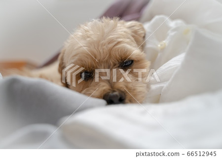 Dog malpoon towel 66512945