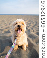 Dog malpaux sandy beach 66512946